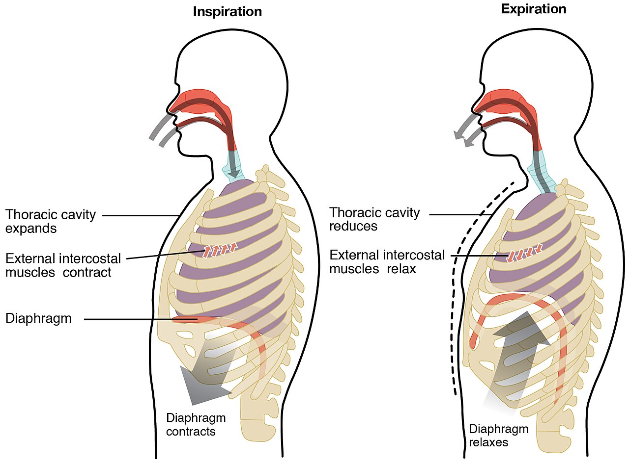 Mecânica da ventilação: inspiração (diafragma desce, tórax aumenta) × expiração.