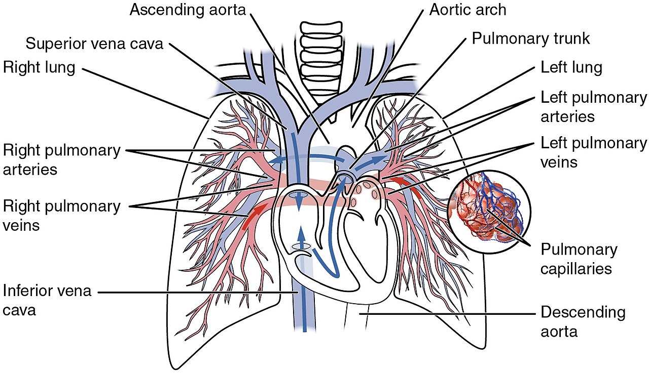 Circulação pulmonar: sangue do ventrículo direito → capilares alveolares → átrio esquerdo.